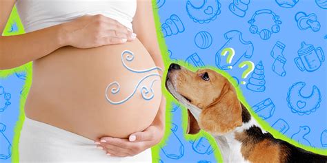 Can Dogs Sense Pregnancy Dodowell The Dodo