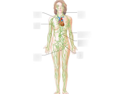 Lymph Nodes Locations In Body Diagram Diagram Media
