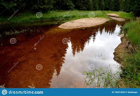 Peat Rusty Water In A Stream With Yellow River Sand Deposits And Grassy