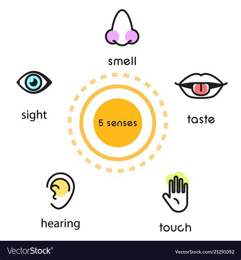 Five Senses Poster Hearing Sense Presentation Vector