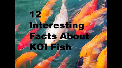 12 Interesting Facts About Koi Fish Youtube