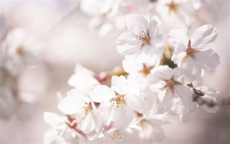 Cherry Blossom Flower A5 Hd Desktop Wallpapers 4k Hd
