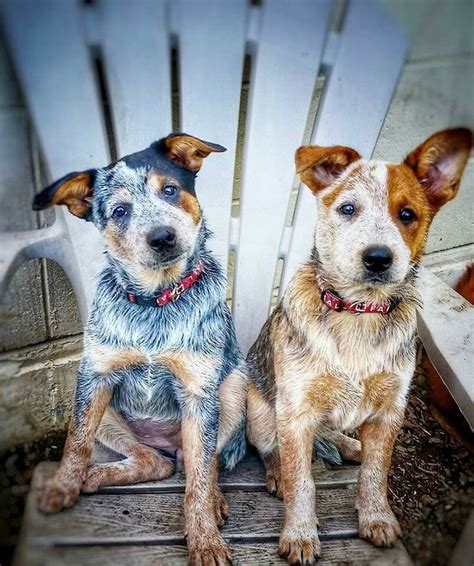 102 Best Red And Blue Heeler Images On Pinterest