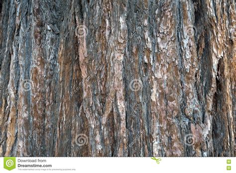 Close Up Shot On Bark Texture Of Cedar Tree Stock Image Image Of