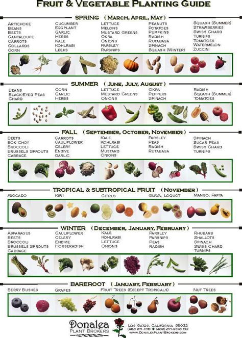 When To Plant Vegetables Perfect For Our Soon To Be New Vegetable