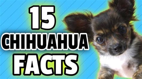 Unveiling The Surprising Deer Head Chihuahua Life Span Actualizado