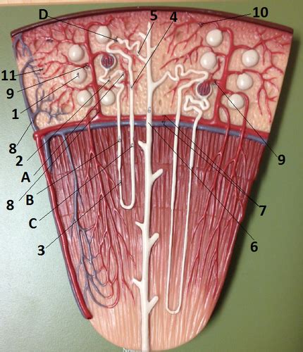 The Nephron Model