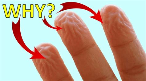 why does your skin fingers hands and feet wrinkle or get pruney in water youtube