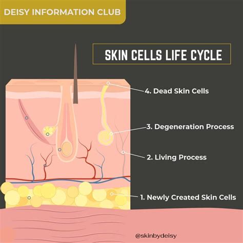Skin Cell Life Cycle By Deisy Suarez Proper Skin Care Routine Skin