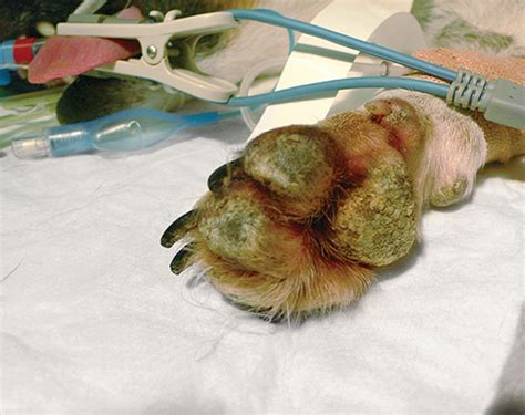 Pemphigus foliaceus is the most frequent autoimmune disease in cats, and it can affect the nail beds. Pemphigus foliaceus (PF) in dogs, cats, horses and goats ...