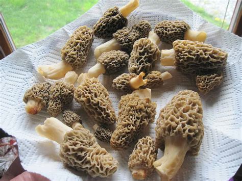 A Beginners Guide To Morel Mushroom Hunting In Missouri State Parks