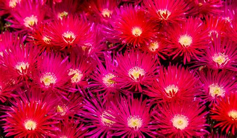 This is a sensational plant in warm climates (zones 9 to 11), where the mild weather allows it to grow to its full potential. 40+ Most Popular Pink Succulent Plants Australia | Pink Wool