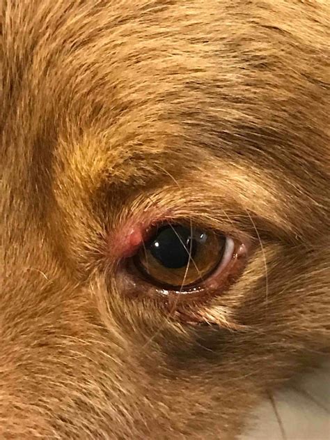Dog Eyelid Tumors Types And Treatments Buzbys Toegrips 56 Off
