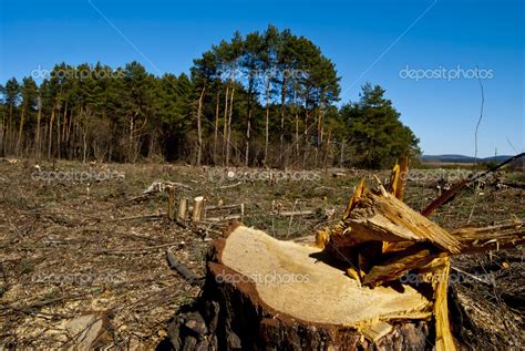 Deforestation Stock Photo By ©polinikol 5278180