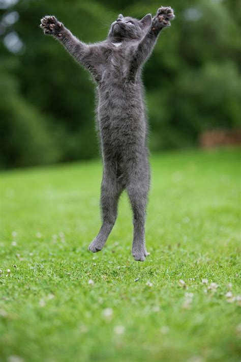 Grey Cat Jumping In Mid Air Digital Art By Fine Art America