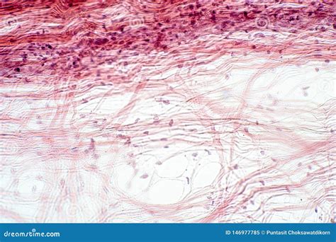 Areolar Connective Tissue Under The Microscope View Stock Photography