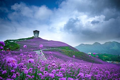 Purple Flower Field In Mountains Of China 4k Ultra Hd Wallpaper