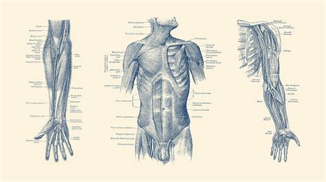 Male Upper Body Muscular System Multi View Vintage Anatomy Drawing