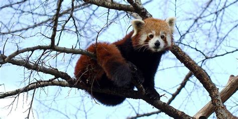Red Panda Fact Sheet Adelaide Zoo