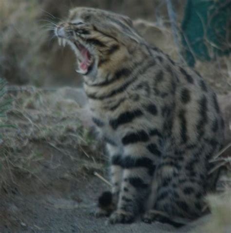 Prey Composition Of The Black Footed Cat