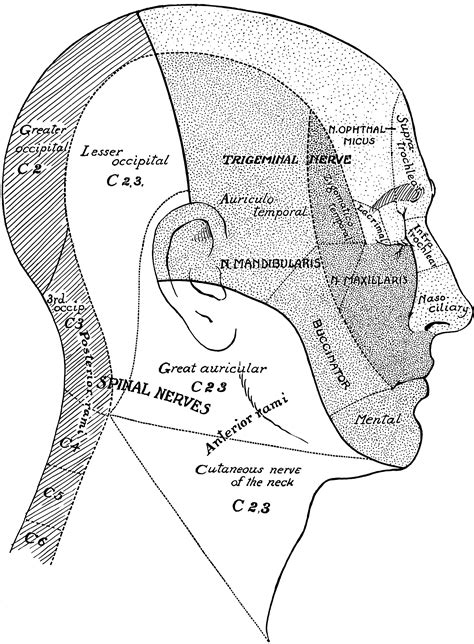 Surface Areas Of Nerves Of The Head And Neck Clipart Etc