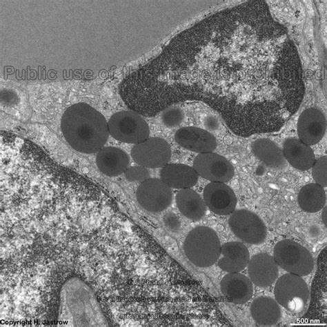 Basophile Granulocytes Drjastrows Electron Microscopic Atlas
