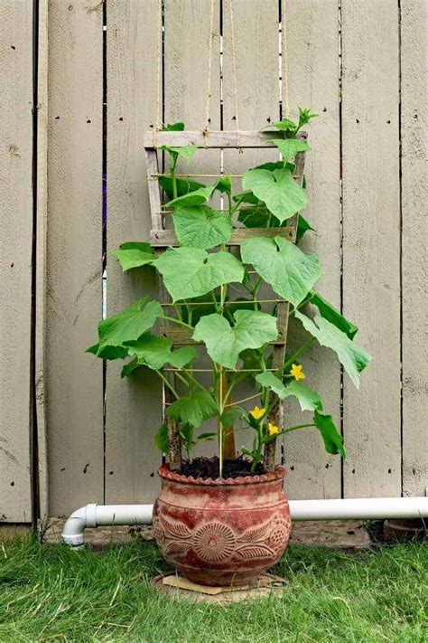 How To Grow Cucumbers Growfully