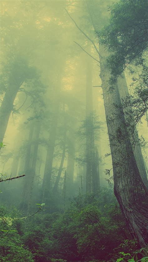 Green Forest Mist Fog Iphone Wallpapers Free Download