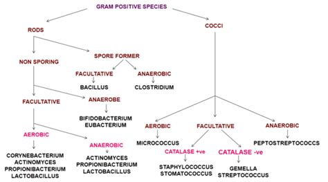 Gram Positive Anaerobes In Periodontal Pathogenesis New Kids On The
