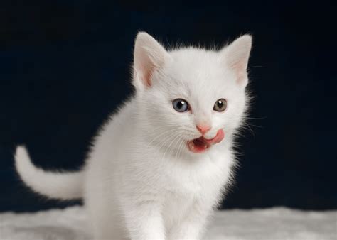 Tongues Kittens White Animals Cat Baby Animals Wallpapers Hd