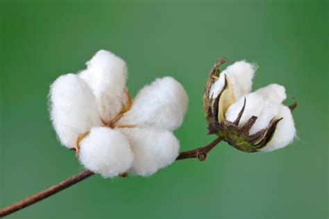 Cotton Stock Photo Download Image Now Istock