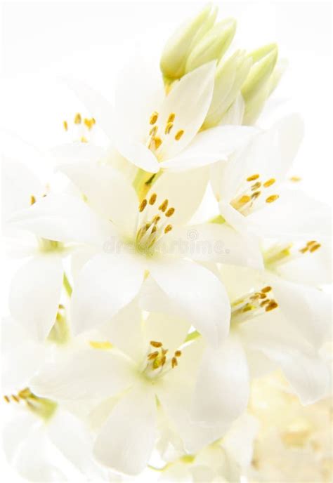 White Flower Background Stock Photo Image Of White Floral 4870324