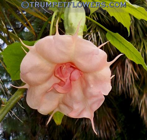 ∼brugmansia Moulin Rouge Photo Gallery