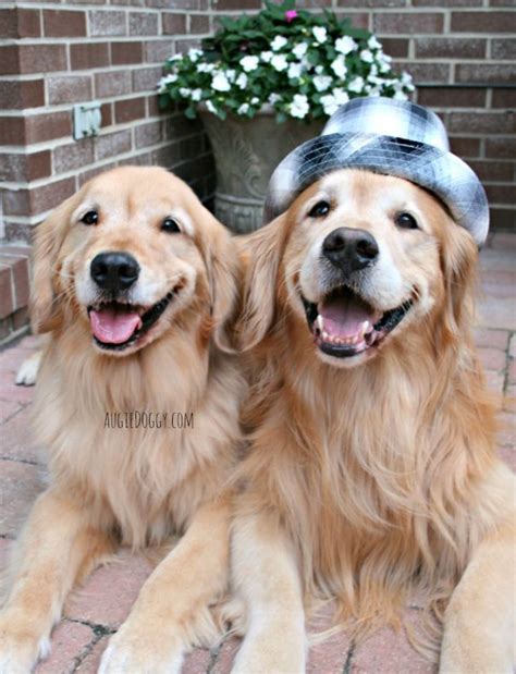 Two Happy Boys Goldenretriever Golden Retriever Dogs Golden