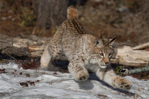 Siberian Lynx About To Capture Photograph By David Garcia Costas Fine Art America