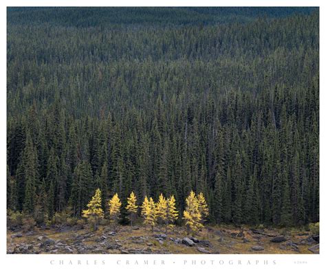 Larch Trees Fall Canadian Rockies Photographs By Charles Cramer