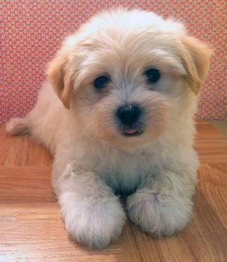Find the perfect puppy today! Havatons! Coton de Tulear/Havanese mix hybrid puppies! for Sale in Gresham, Oregon Classified ...