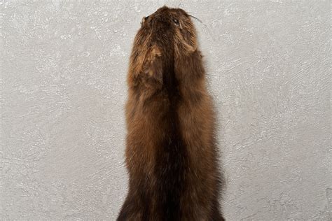 Russian Sable Tanned Fur Pelt Fisher Marten Skin Hide For Sale