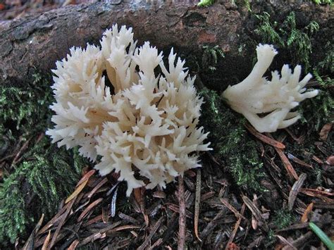 Clavulina Cristata The White Coral Mushroom Benefits And Identification