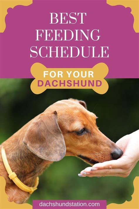 Creating a healthy puppy feeding schedule is not only about nutrition. 3 Easy Ways To Keep Your Dachshund Healthy in 2020 (With ...
