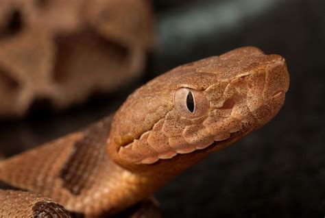 Its Baby Copperhead Snake Season — Heres What You Need To Look Out For