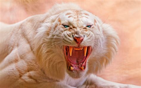 Saber Tooth Tiger Wallpapers Top Free Saber Tooth Tiger Backgrounds