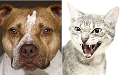 ‘protective Cat Launches Vicious Attack On Group Of Seven Pit Bulls