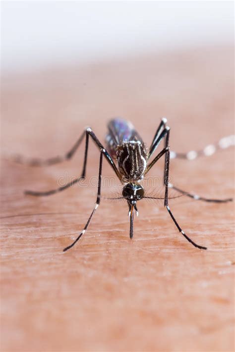 Mosquito Biting Stock Image Image Of Hemorrhagic Aegypti 41056507