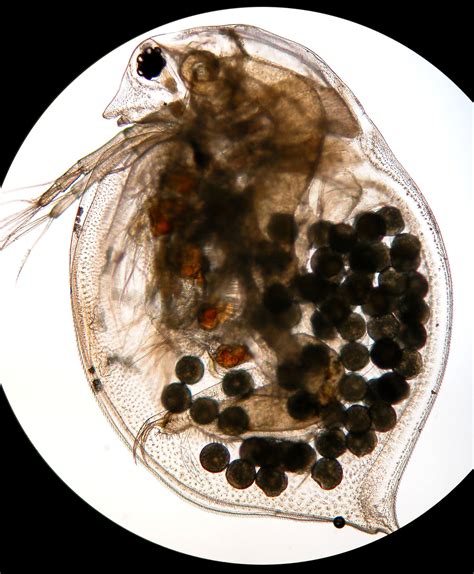 But they probably don't lay many. Adult daphnia with eggs as seen under a microscope