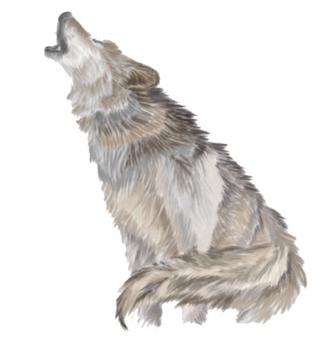 Gray Wolf Clip Art Wolves Howl Png Png Download 713740 Free