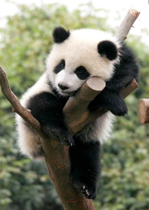 7 Ways Not To Sabotage Your Day Panda Bear Cute Animals Cute