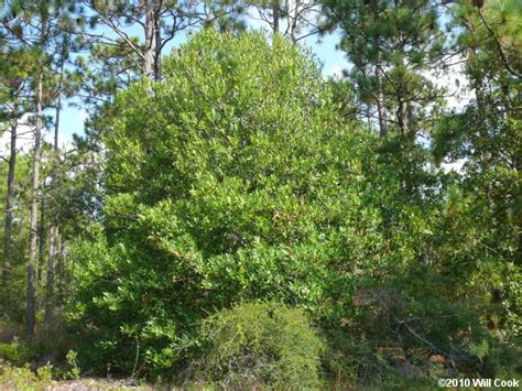 Add one of these cute little guys to your family today!! Devilwood (Osmanthus americanus)