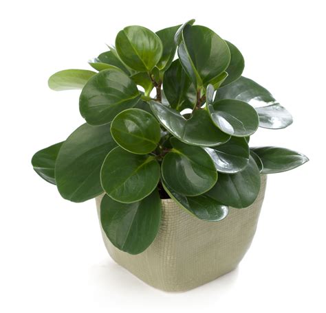 Rubber trees belonging to the genus peperomia are nontoxic to pets or at most the silver dollar plant is toxic to both cats and dogs. Peperomia Obtusifolia or baby rubber plant bright to ...