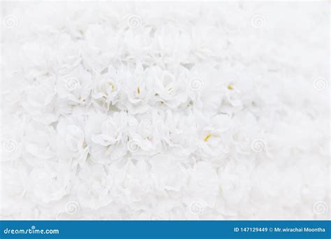 White Roses Placed As A Backdrop Of Beautiful Flowers Stock Image